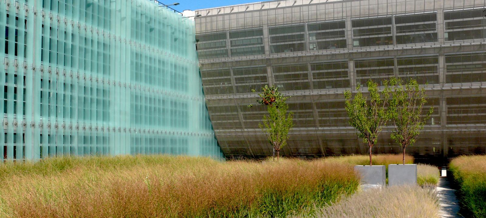 Roof garden with ornamental grasses